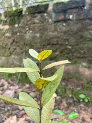 Psidium guajava