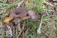 Pseudoclitocybe cyathiformis