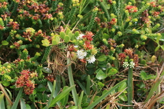 Agathosma apiculata