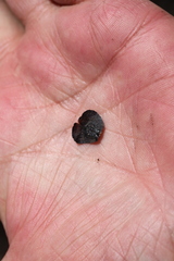 Leucadendron laureolum