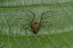 Gonyleptidae