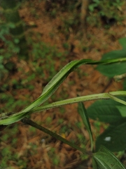 Angiospermae
