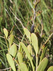 Gymnosporia elliptica