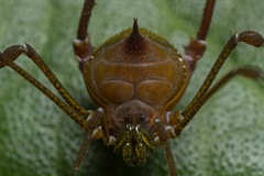 Gonyleptidae