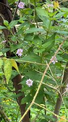 Lantana trifolia