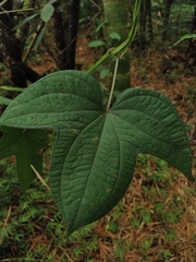 Angiospermae