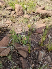Cyperus sphaerocephalus