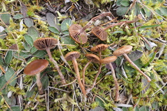 Deconica montana