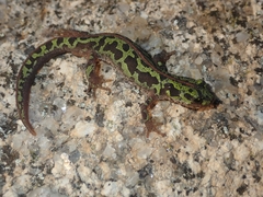 Triturus pygmaeus