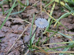 Narcissea patouillardii