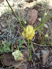 Cyperus sphaerocephalus