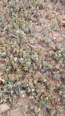 Lampranthus sociorum