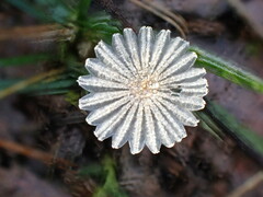Narcissea patouillardii