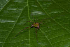 Gonyleptidae