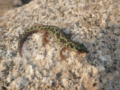 Triturus pygmaeus