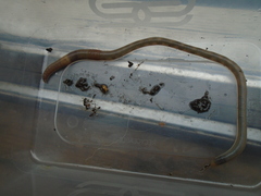 Lumbricus rubellus
