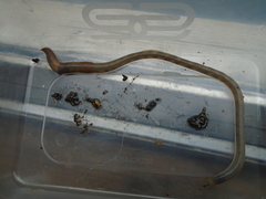 Lumbricus rubellus