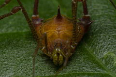 Gonyleptidae