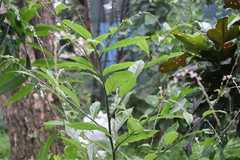 Capparis micracantha
