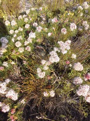 Serruria ascendens