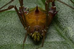 Gonyleptidae
