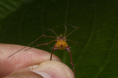 Gonyleptidae