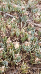 Lampranthus sociorum