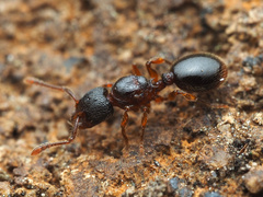 Myrmecina americana