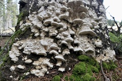 Antrodia heteromorpha