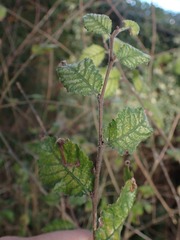 Ulmus minor