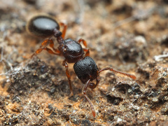 Myrmecina americana