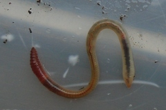 Lumbricus rubellus