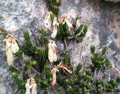 Erica leucosiphon