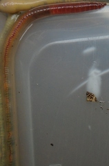 Lumbricus rubellus