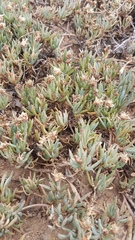 Lampranthus sociorum