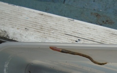 Lumbricus rubellus