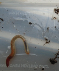 Lumbricus rubellus