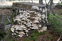 Antrodia heteromorpha