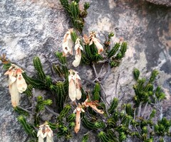Erica leucosiphon