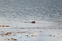 Tachyeres patachonicus