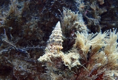 Cerithium vulgatum