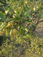 Prunus amygdalus