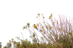 Phrygilus patagonicus