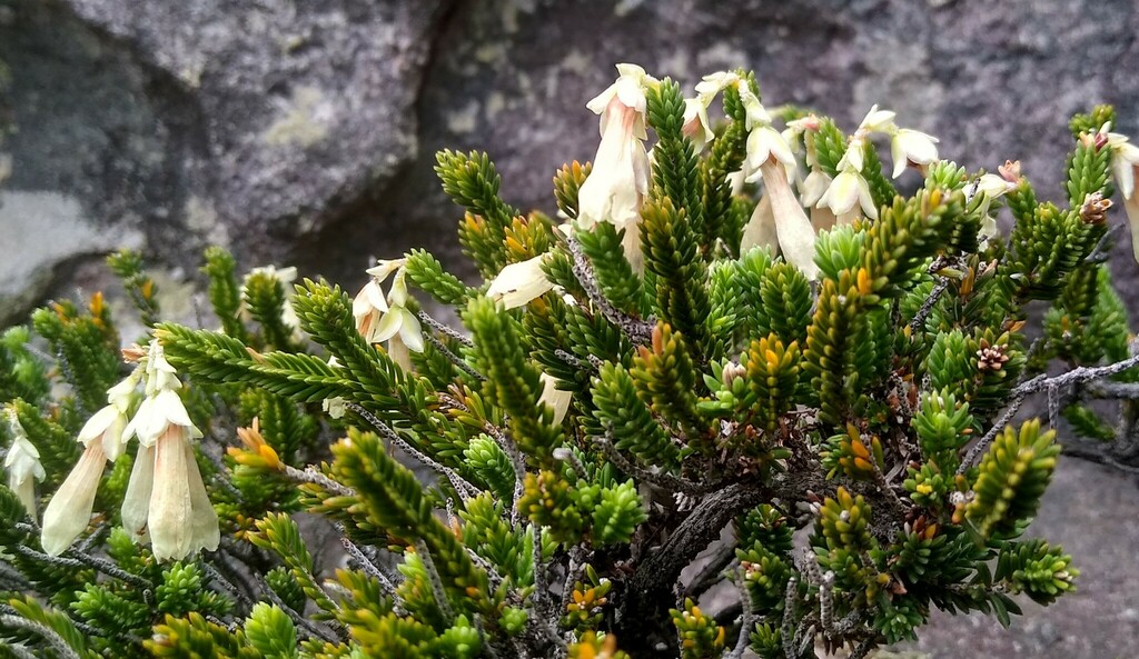 Erica leucosiphon