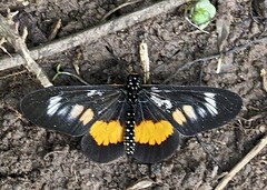 Acraea penelope
