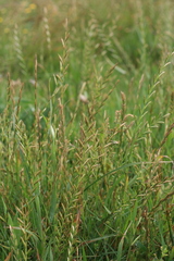 Thinopyrum distichum
