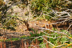 Aphrastura spinicauda