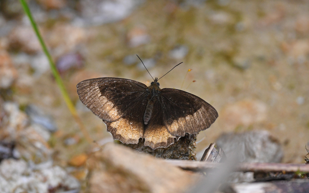 Pedaliodes fuscata