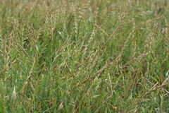 Thinopyrum distichum