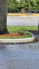 Sciurus carolinensis